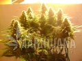 NIRVANA - Pure Power Plant
