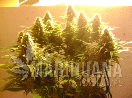 NIRVANA - Pure Power Plant