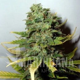 NIRVANA - Super Skunk