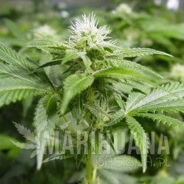 NIRVANA - White Widow
