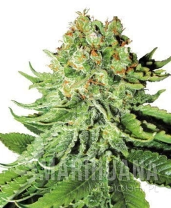 Northern Light Auto - WHITE LABEL
