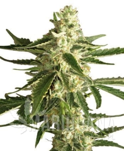 White Diesel Haze Auto - WHITE LABEL