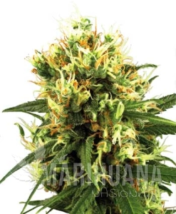 White Haze Auto - WHITE LABEL