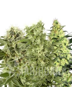 Female Mix - WHITE LABEL