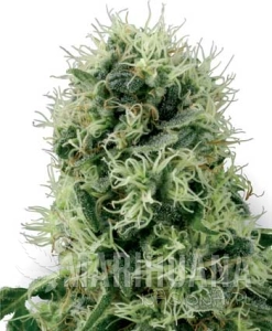 Pure Power Plant - WHITE LABEL