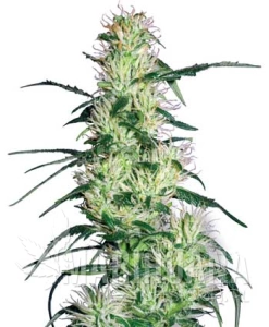 Purple Haze - WHITE LABEL