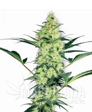 WHITE LABEL - White Diesel