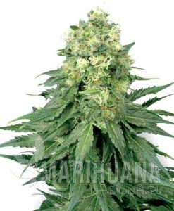 White Widow - WHITE LABEL
