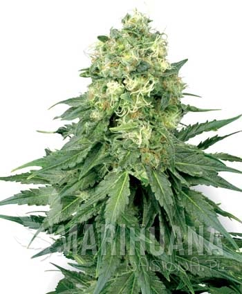WHITE LABEL - White Widow