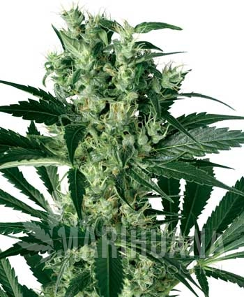 WHITE LABEL - X-Haze