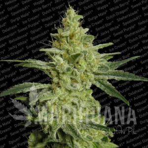 AllKush - PARADISE SEEDS