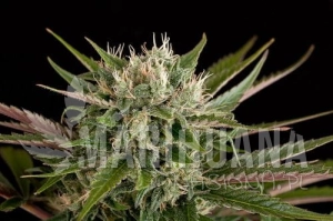 Blue Cheese - DINAFEM