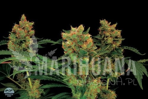 DINAFEM - Blue Hash
