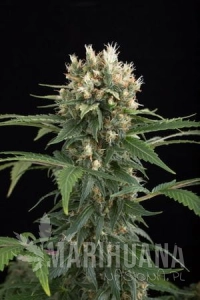 Blue Thai - DINAFEM