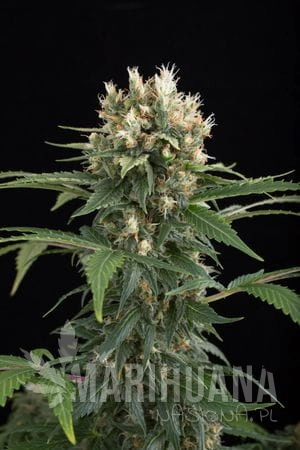 DINAFEM - Blue Thai