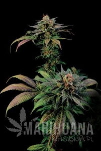 Blue Widow - DINAFEM