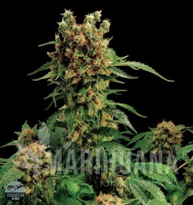 California Hash Plant - DINAFEM