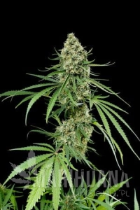 Critical + - DINAFEM