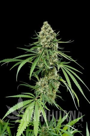 DINAFEM - Critical +