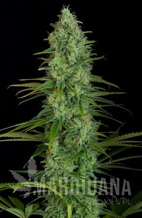 DINAFEM - Critical Jack