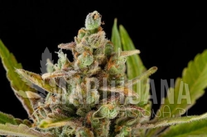 Critical Kush - DINAFEM