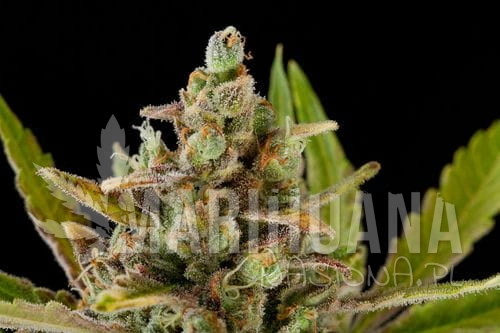 DINAFEM - Critical Kush