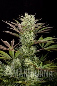 Deep Cheese - DINAFEM