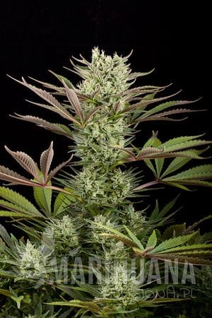 DINAFEM - Deep Cheese