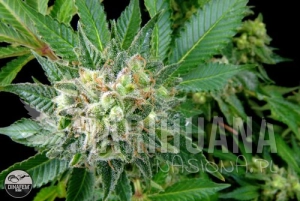 Diesel - DINAFEM