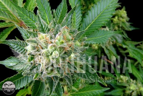 DINAFEM - Diesel