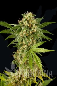 KUSH-N-CHEESE - DINAFEM