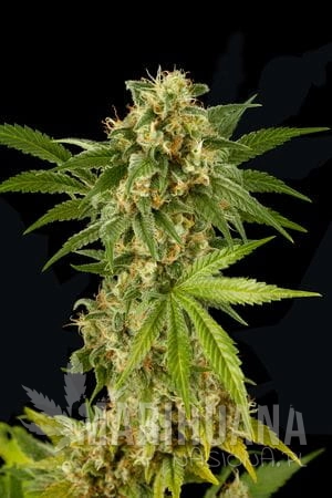 DINAFEM - KUSH-N-CHEESE