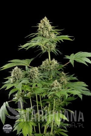 DINAFEM - Moby Dick