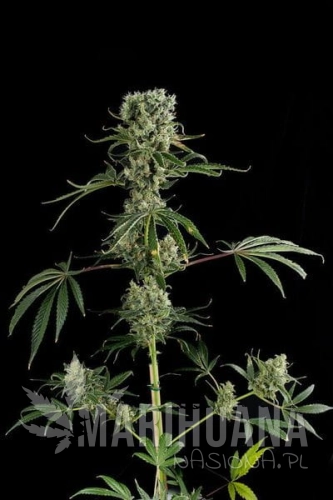 DINAFEM - Moby Dick #2