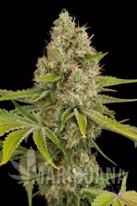 Og Kush - DINAFEM