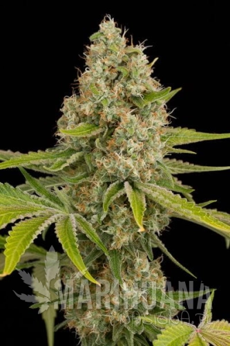 DINAFEM - Og Kush