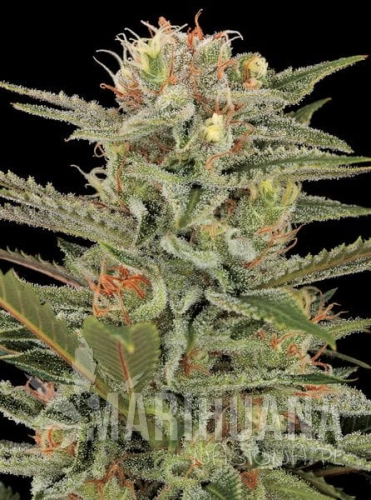 DINAFEM - Original Amnesia