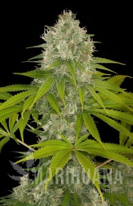 Power Kush - DINAFEM