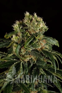 Santa Sativa - DINAFEM