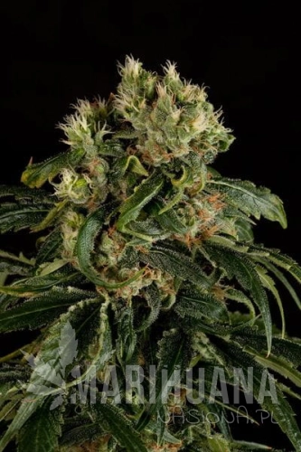DINAFEM - Santa Sativa