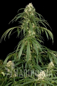 Super Silver - DINAFEM
