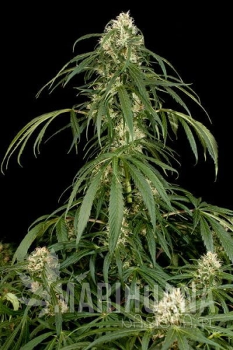 DINAFEM - Super Silver