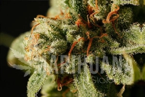 Sweet Deep Grapefruit - DINAFEM