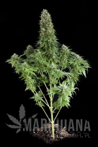 White Siberian - DINAFEM