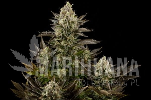 White Widow - DINAFEM