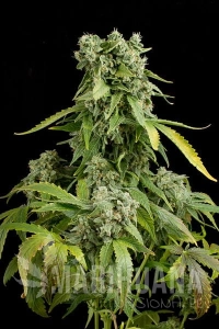 Blue Cheese Autoflowering - DINAFEM