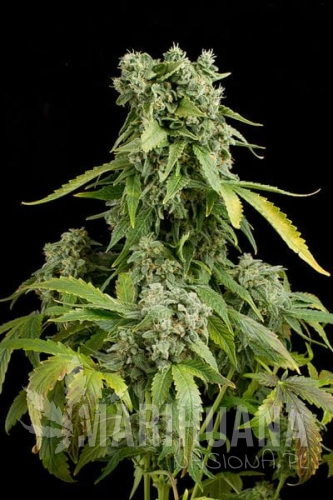 DINAFEM - Blue Cheese Autoflowering