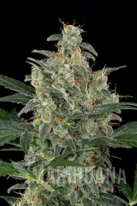 Cheese Autoflowering - DINAFEM