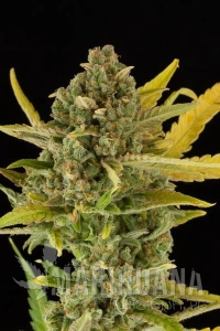 Critical Cheese Autoflowering - DINAFEM