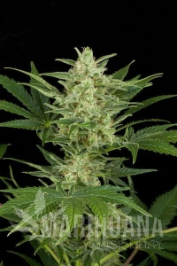 Critical Jack Autoflowering - DINAFEM